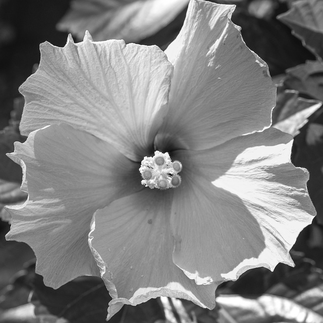 Fill the Frame. Hibiscus
