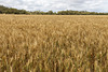 Wheat as far as the eye can see.
