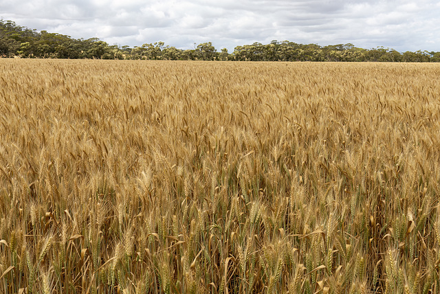 Wheat as far as the eye can see.