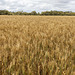 Wheat as far as the eye can see. Wheat as far as the eye can see.