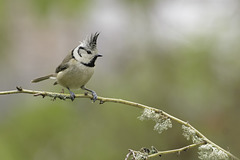 Mésange huppée