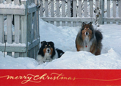 Merry Christmas from Norm, Dram and Tawny!
