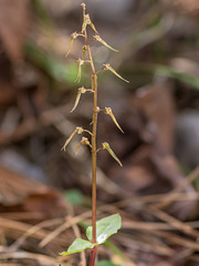 Neottia bifolia (formerly Listera australis ) (Southern Twayblade orchid)