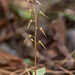 Neottia bifolia (formerly Listera australis ) (Southern Twayblade orchid)