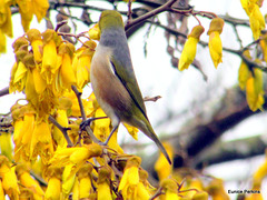 Waxeye on Kowhai Tree.