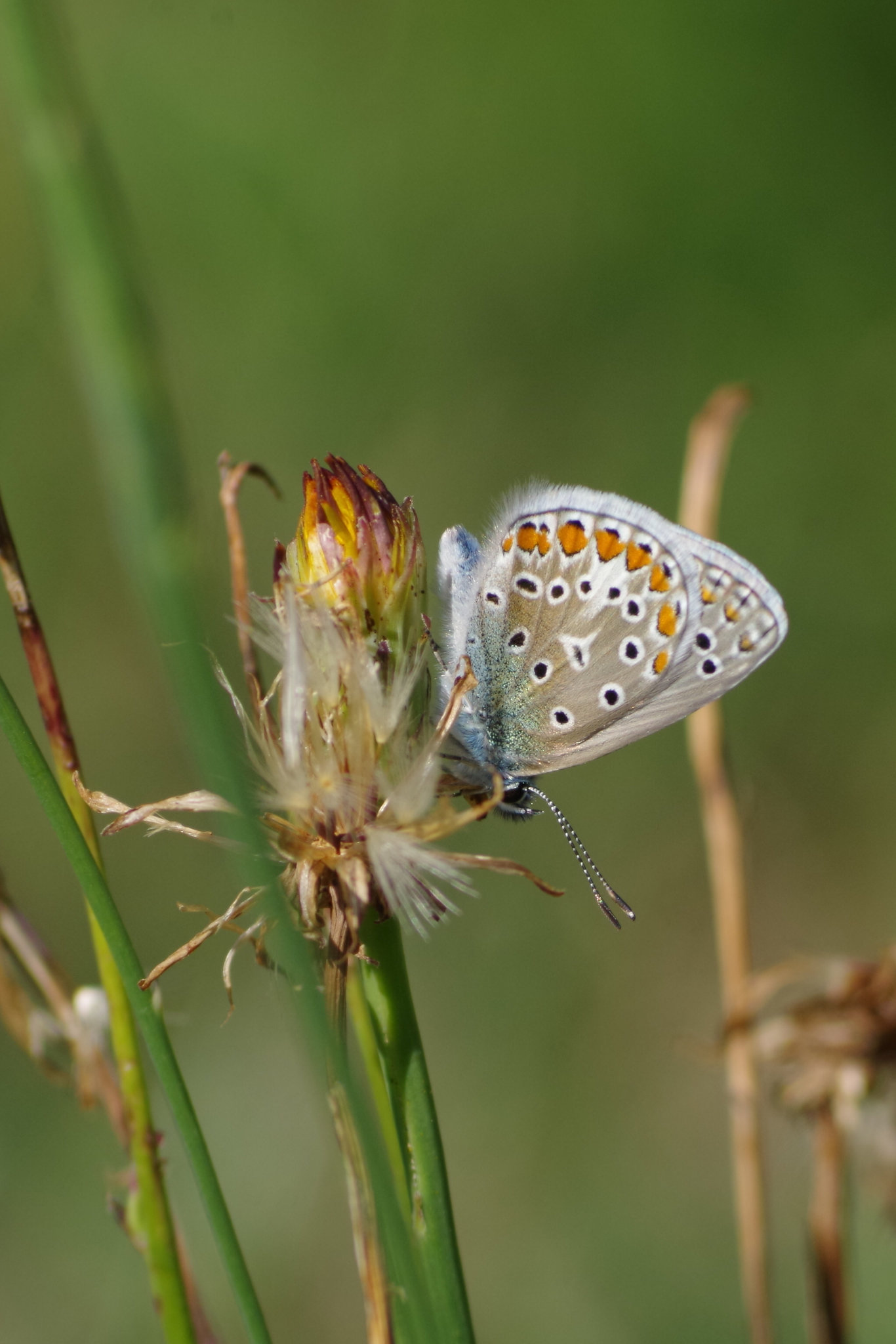 argus bleu - Azuré de la bugrane - Azuré commun (Polyommatus icarus)