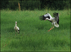 CIGOGNE BLANCHE