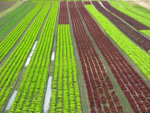 Da haben wir den Salat.