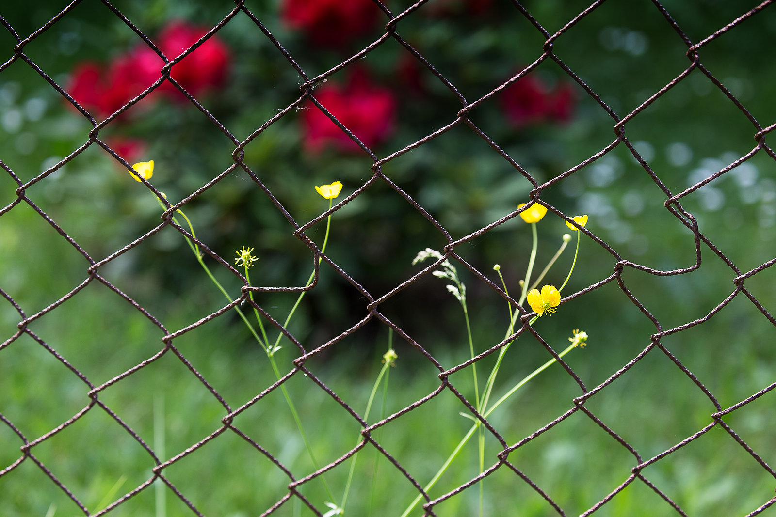 Gartenzaun. Rostig. Mit Butterblume. Verwelkt.