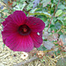 DSC01104 - hibisco ou kenaf Hibiscus cannabinus, Malvaceae