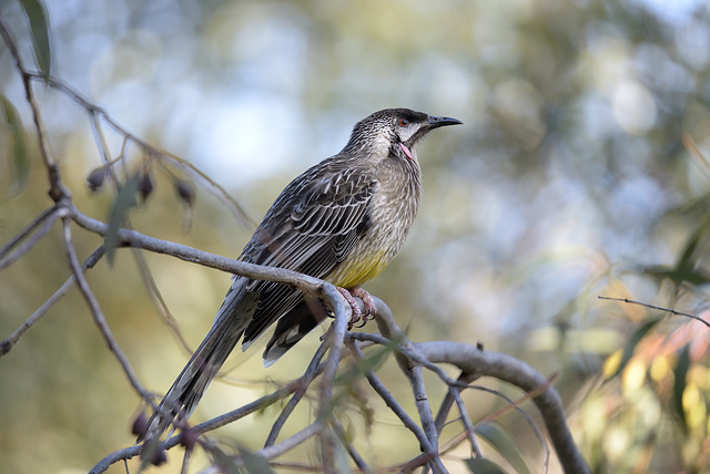 Red wattle bird