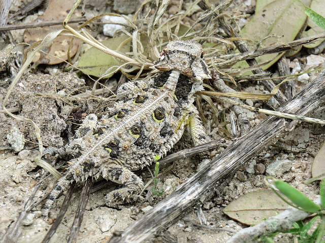 Day 5, Texas Horned Lizard, King Ranch, Norias Division