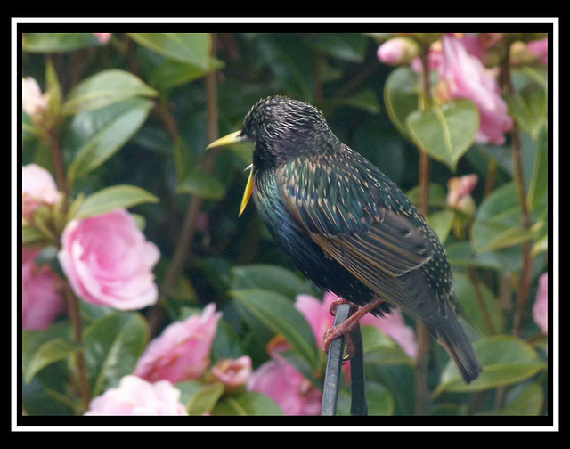 Starling (2)