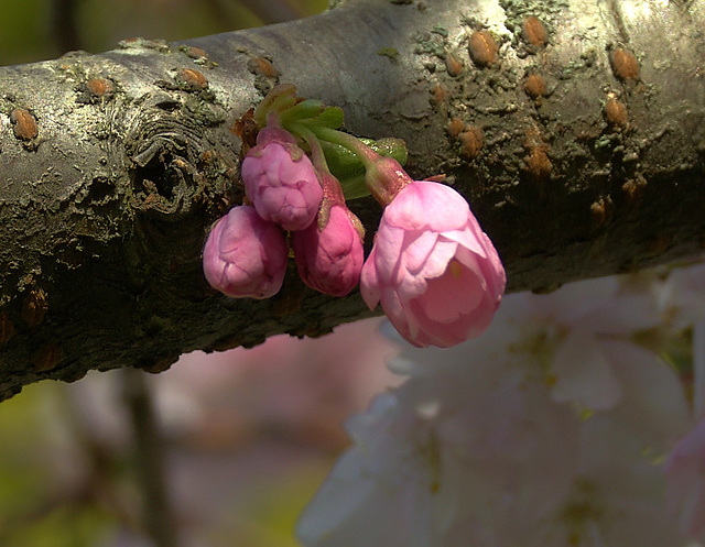 Cherry Blossom Cherry Blossom