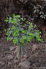 20191213-0849 Euphorbia rothiana Spreng.