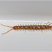 IMG 9787 Centipede