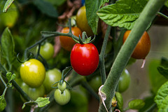 Tomato in my garden
