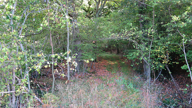 Woodland Track