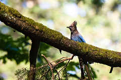 Steller's Jay