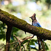 Steller's Jay