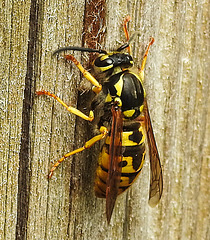 20240428 0035CPw [D~LIP] Deutsche Wespe (Vespula germanica), BS