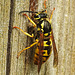 20240428 0035CPw [D~LIP] Deutsche Wespe (Vespula germanica), BS