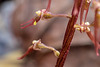 Neottia bifolia (formerly Listera australis ) (Southern Twayblade orchid)