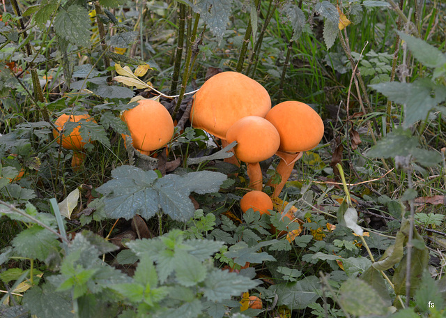 Phaeolepiota aurea....??