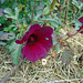 DSC01105 - hibisco ou kenaf Hibiscus cannabinus, Malvaceae