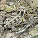 Day 5, Texas Horned Lizard, King Ranch, Norias Division