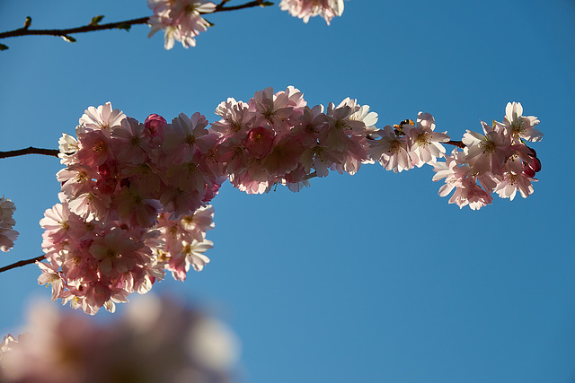 Cherry Blossom