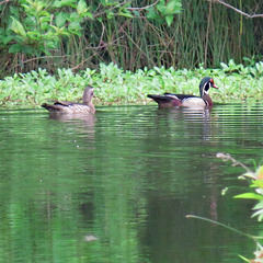 Wood ducks on pond