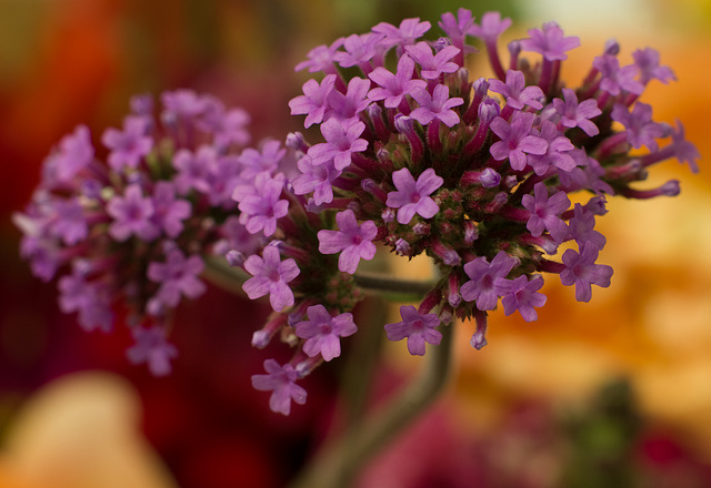 July 15: verbena bonariensis