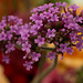 July 15: verbena bonariensis