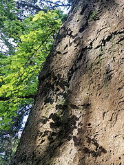 Shadow on rock