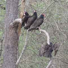 Turkey vulture socialization