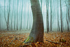 Mist of Carpathian Autumn
