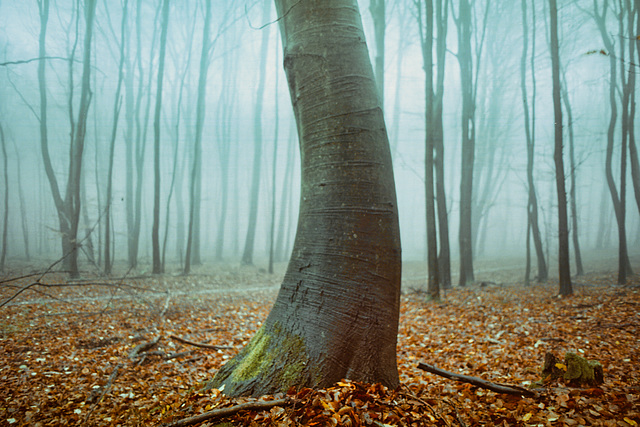 Mist of Carpathian Autumn Mist of Carpathian Autumn