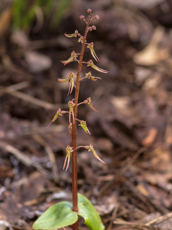 Neottia bifolia (formerly Listera australis ) (Southern Twayblade orchid)