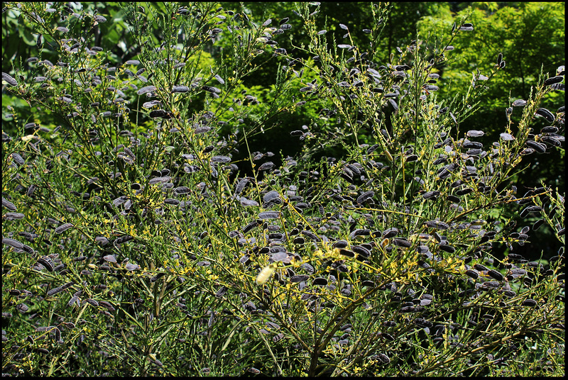 Cytisus scoparius (4)