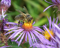 20 mai, journée internationale des abeilles