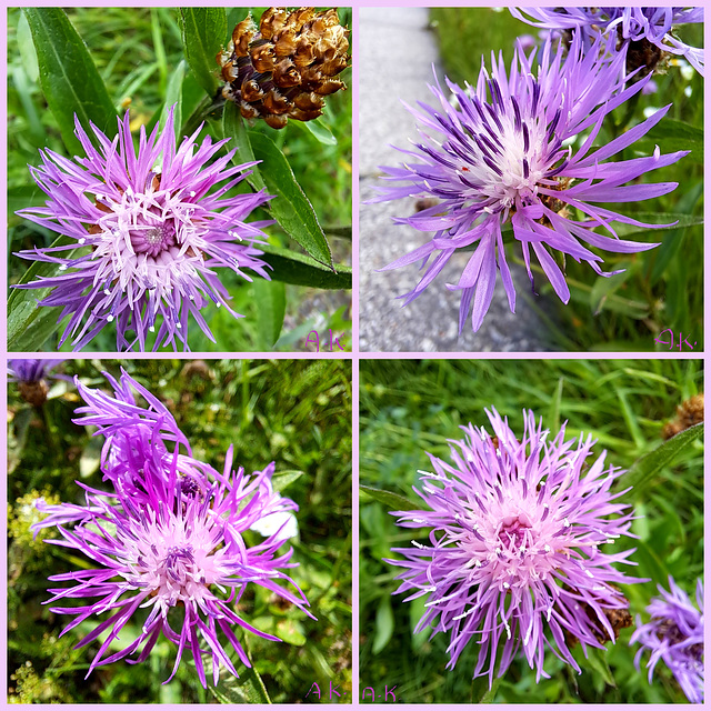 Flockenblume