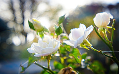 Auch die Rosen freuen sich nochmals über das warme schöne Wetter :))  The roses are also once again looking forward to the warm beautiful weather :))  Les roses se réjouissent également une fois de plus du beau temps chaud :))