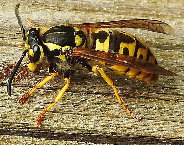 20240428 0036CPw [D~LIP] Deutsche Wespe (Vespula germanica), BS