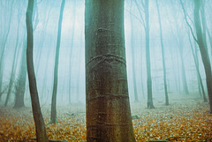 Autumn of Carpathian Mist