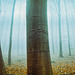Autumn of Carpathian Mist