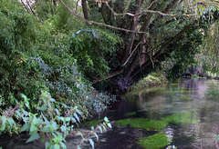 Baroudeur de l'extrême , pour cette photo je me suis fait agresser par des orties et mouiller mes chaussures par la rosée du matin .