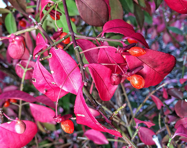 Fall colours Oct21 2014