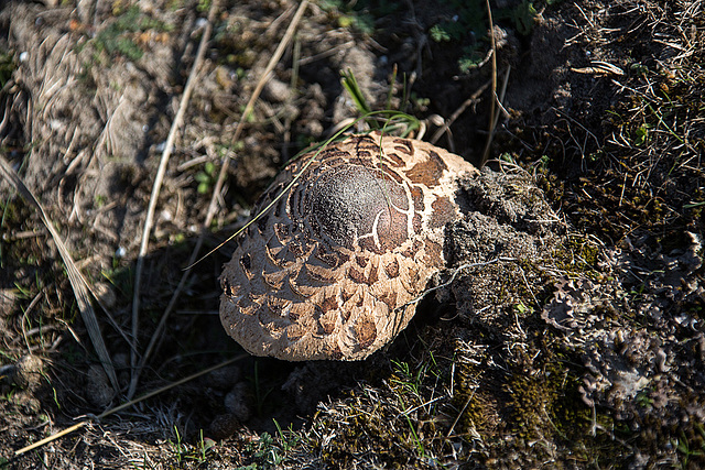 20140912 5255VRAw [NL] Parasolpilz (Macrolepiota procera) [Riesenschirmpilz], Terschelling