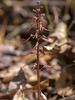 Neottia bifolia (formerly Listera australis ) (Southern Twayblade orchid)